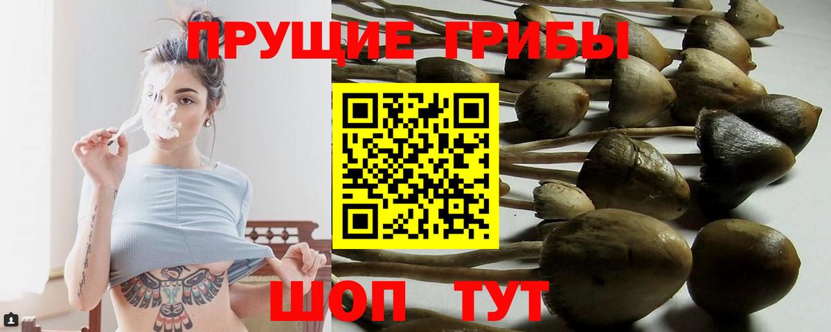 Галлюциногенные грибы Psilocybe Ессентуки